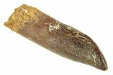 Fossil Sauropod Dinosaur (Titanosaur) Tooth - No Tip Wear #248865-1